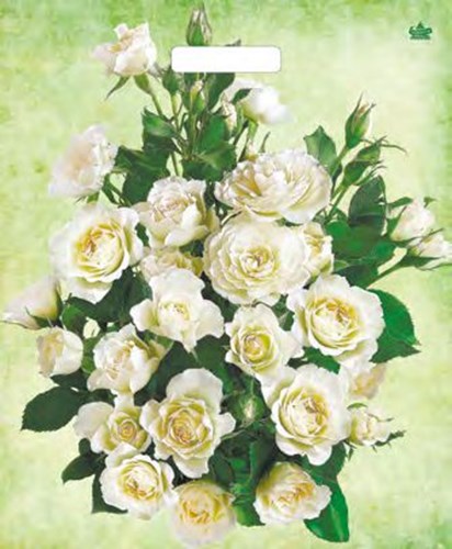 Пакет ПЭ с вырубной ручкой 38х45+3 (60) Тико ламинация (Белые розы) Россия